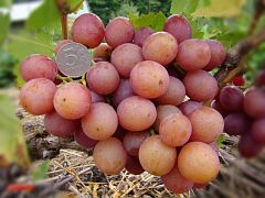 Саженцы столового винограда Ливия