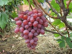 Саженцы винограда Низина