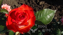 Роза чайно гибридная Фестивальная Интернет магазин ross-agro.ru