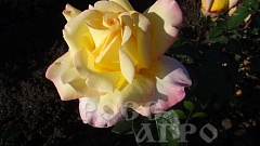 Роза чайно гибридная Глория Дей