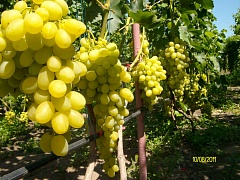 Саженцы винограда Вива Айка французский