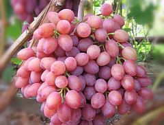 Саженцы столового винограда Прометей