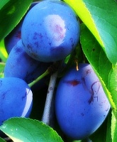 Саженцы сливы Блюфри