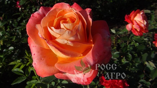Роза чайно гибридная Хай Мэджик Интернет магазин ross-agro.ru