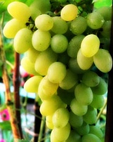 Саженцы винограда Запорожский сувенир