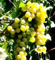 Саженцы винограда Плевен