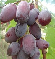 Саженцы винограда Зарево придорожный