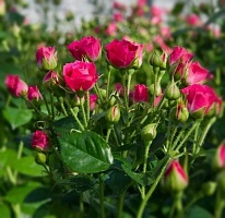 Миниатюрная роза малиновая, саженец.