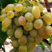 Саженцы винограда Подарок Запорожью
