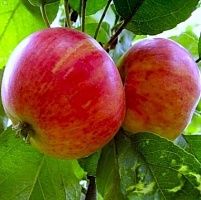 Саженцы яблони Румяный Альпинист