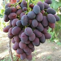 Саженцы винограда Нинель