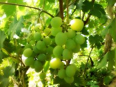 Саженцы винограда Кеша