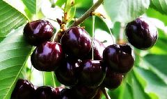 Саженцы черешни Мелитопольская черная