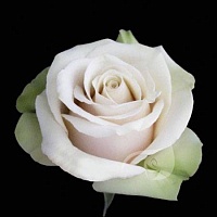 Роза чайно гибридная Ла Перла