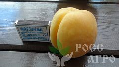 Саженцы абрикоса Сатисфекшн