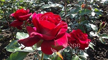 Розы чайно гибридные Лавли Ред,саженцы. Интернет магазин ross-agro.ru