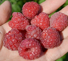 Малина Глен Эмпл