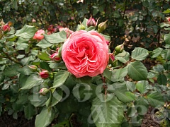 Роза английская Инглиш гарден