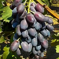 Саженцы винограда Джованни