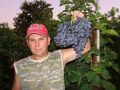 Саженцы столового винограда Гала.