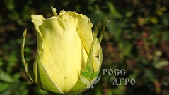Роза чайно-гибридная Ландора