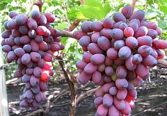 Саженцы винограда Кармакод
