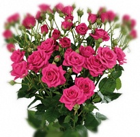 Миниатюрная роза розовая, саженец. Интернет магазин ross-agro.ru