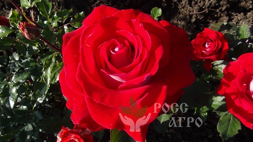 Роза чайно гибридная Гольштейн Перла, саженцы. Интернет магазин ross-agro.ru