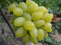 Саженцы столового винограда Бажена