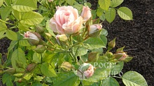 Роза кустовая мелкоцветковая розовая Интернет магазин ross-agro.ru